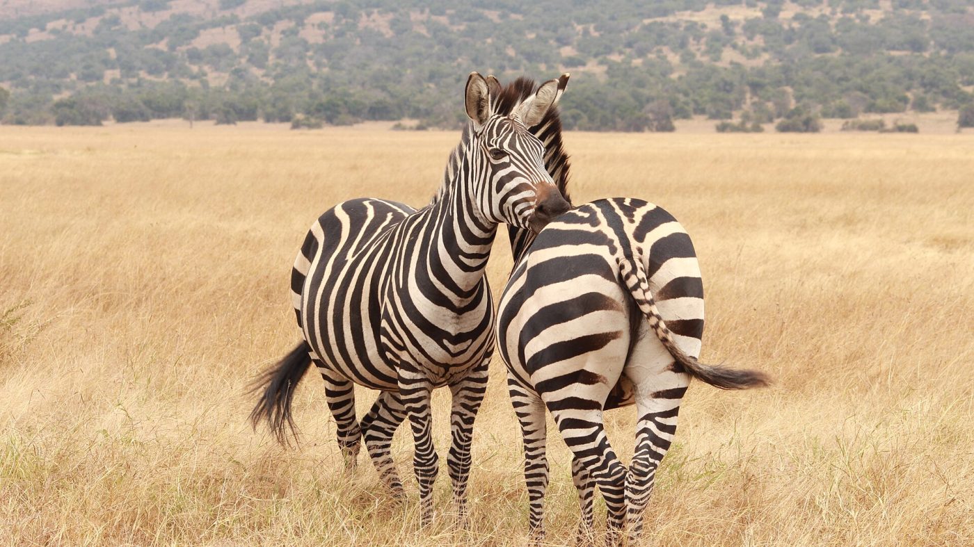Akagera National Park
