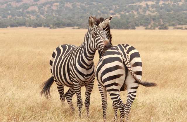Akagera National Park