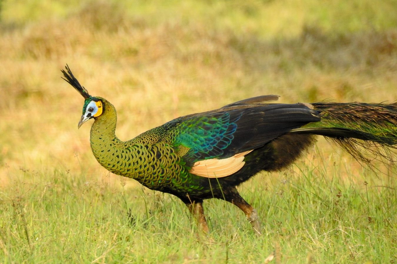 Alas Purwo National Park