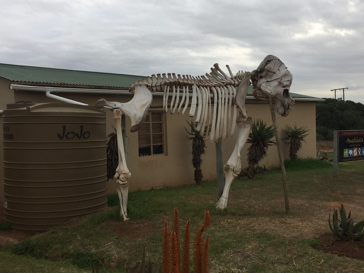 Amakhala Game Reserve