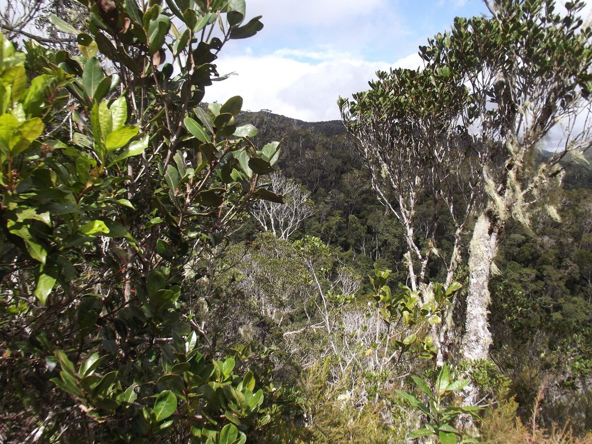 Andasibe-Mantadia National Park