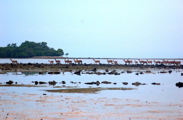Baluran National Park