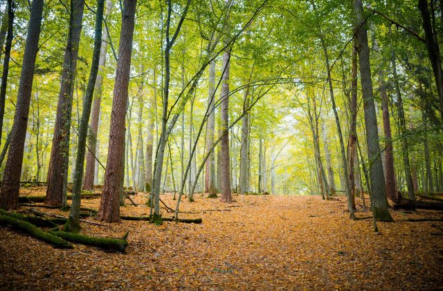 Belovezhskaya Pushcha National Park