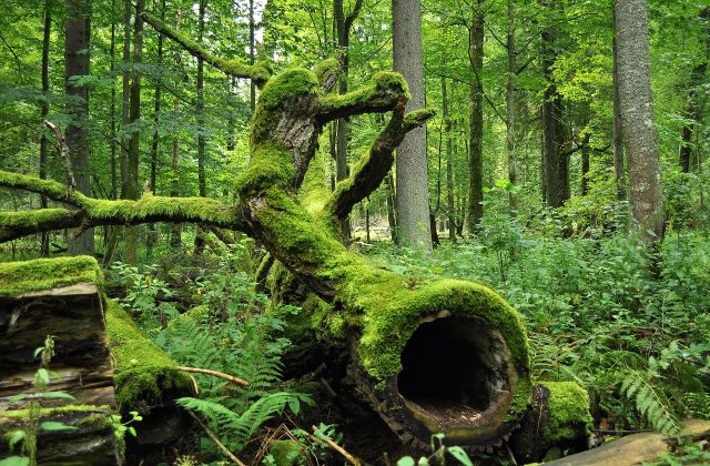 Białowieża National Park