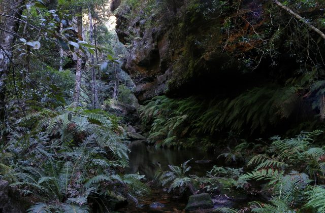 Blue Mountains National Park