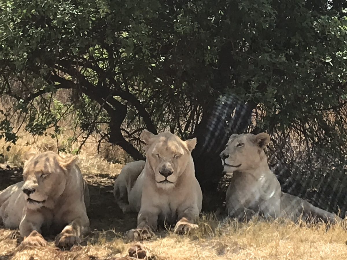 Bothongo Rhino and Lion Nature Reserve