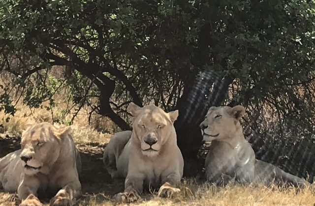 Bothongo Rhino and Lion Nature Reserve