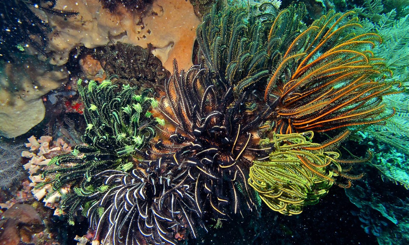 Bunaken National Park