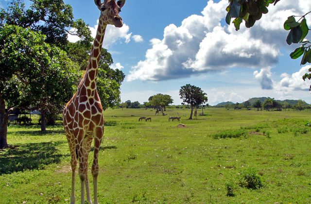 Calauit Safari Park