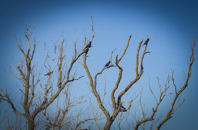 Danube Delta Biosphere Reserve