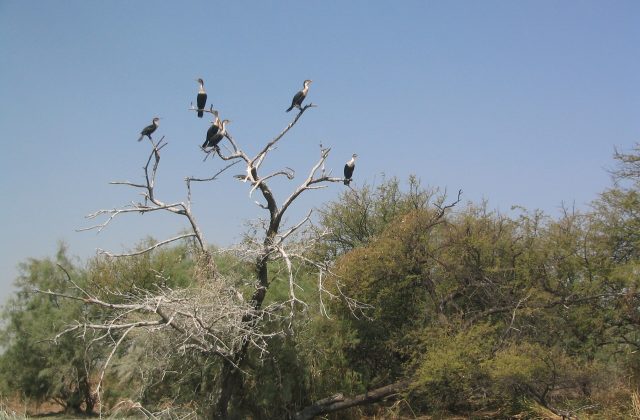 Djoudj National Bird Sanctuary
