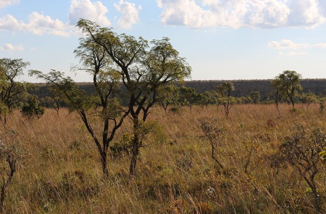 Emas National Park