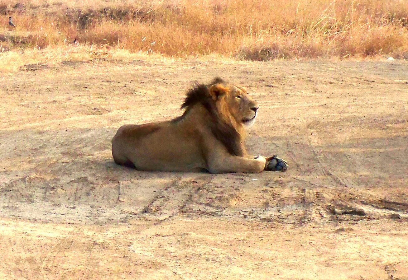 Gir National Park