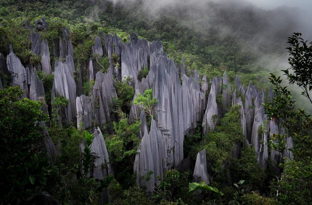 Gunung Mulu National Park