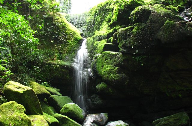 Ivindo National Park