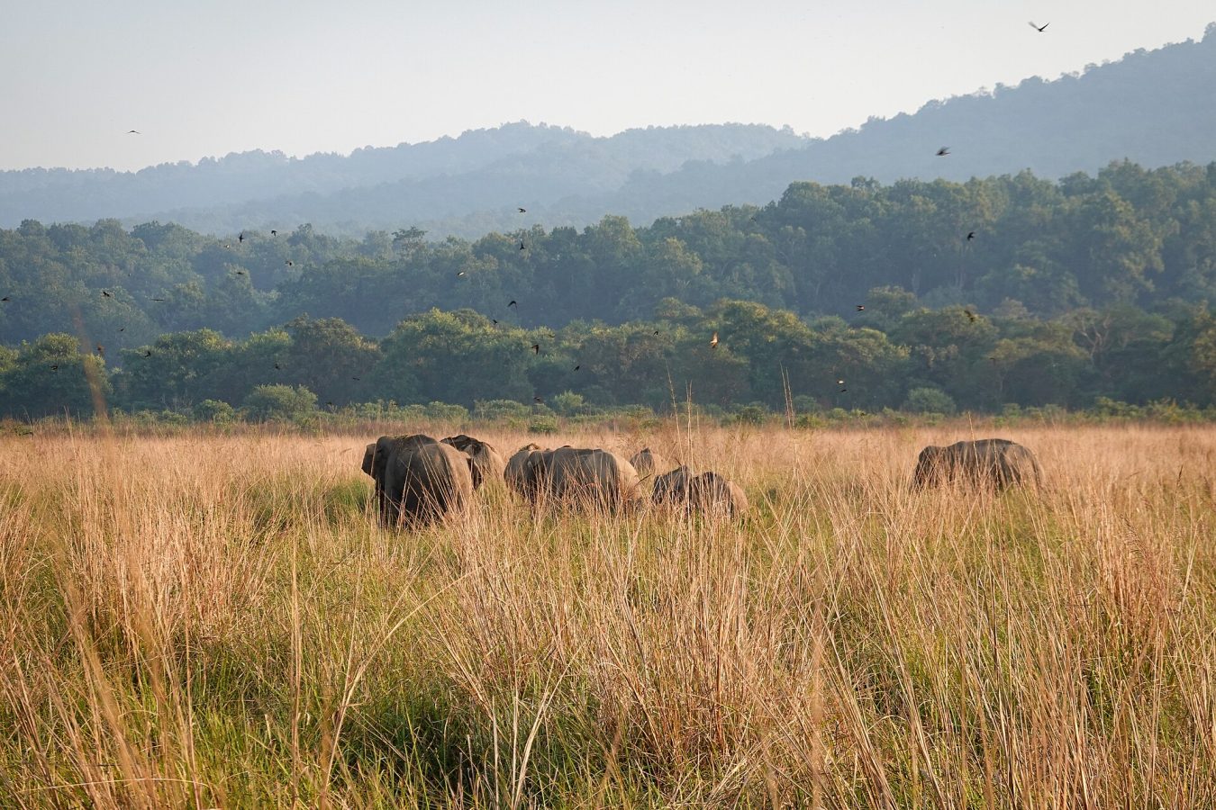 Jim Corbett National Park