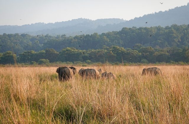 Jim Corbett National Park