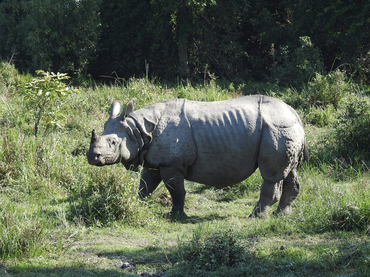 Kaziranga National Park