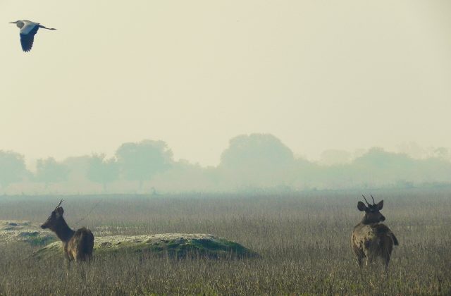 Keoladeo National Park