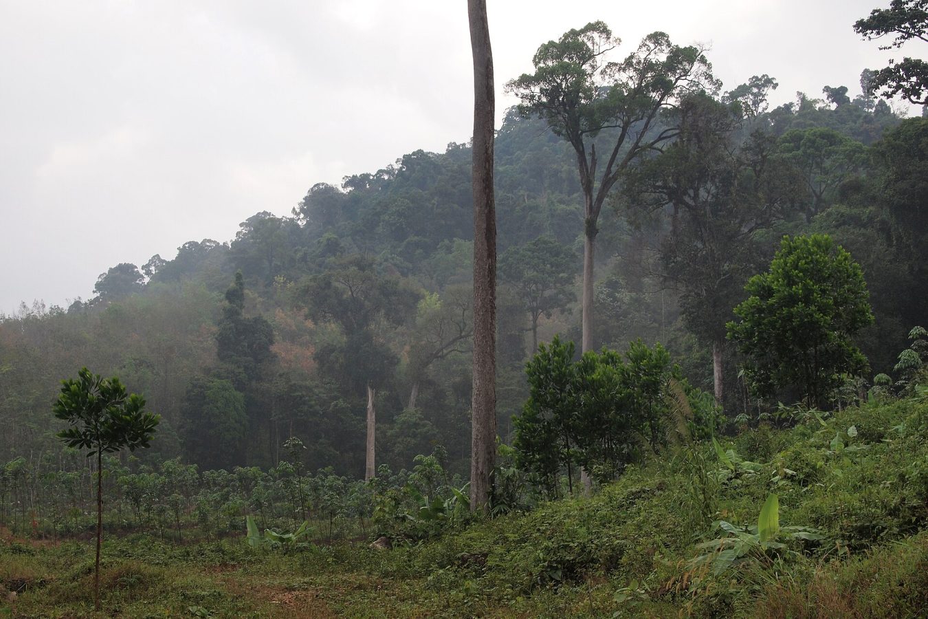 Khao Lak–Lam Ru National Park