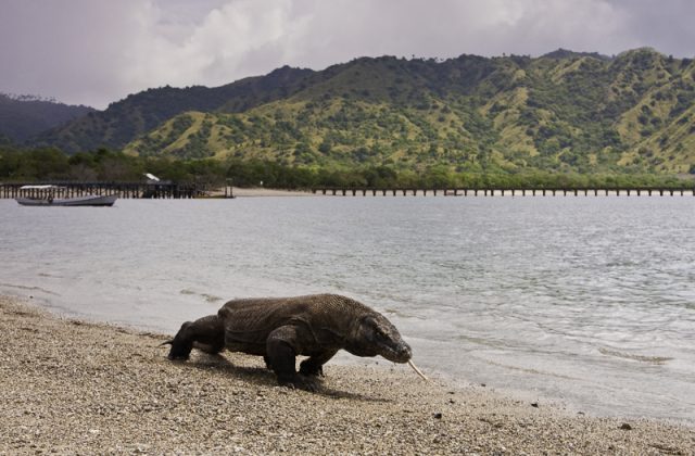 Komodo National Park