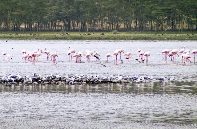 Lake Nakuru National Park