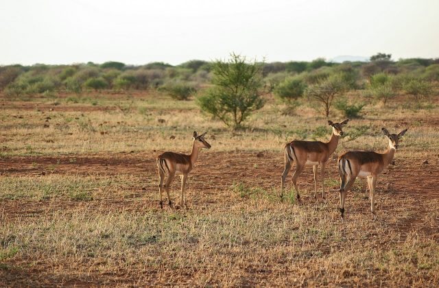 Madikwe Game Reserve