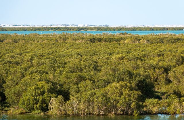 Mangrove National Park, Abu Dhabi