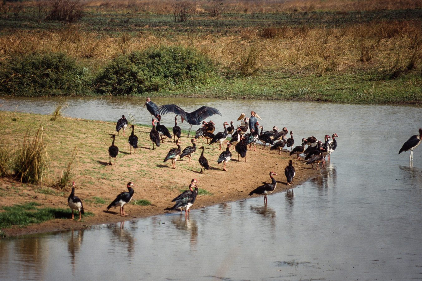 Manovo-Gounda St Floris National Park
