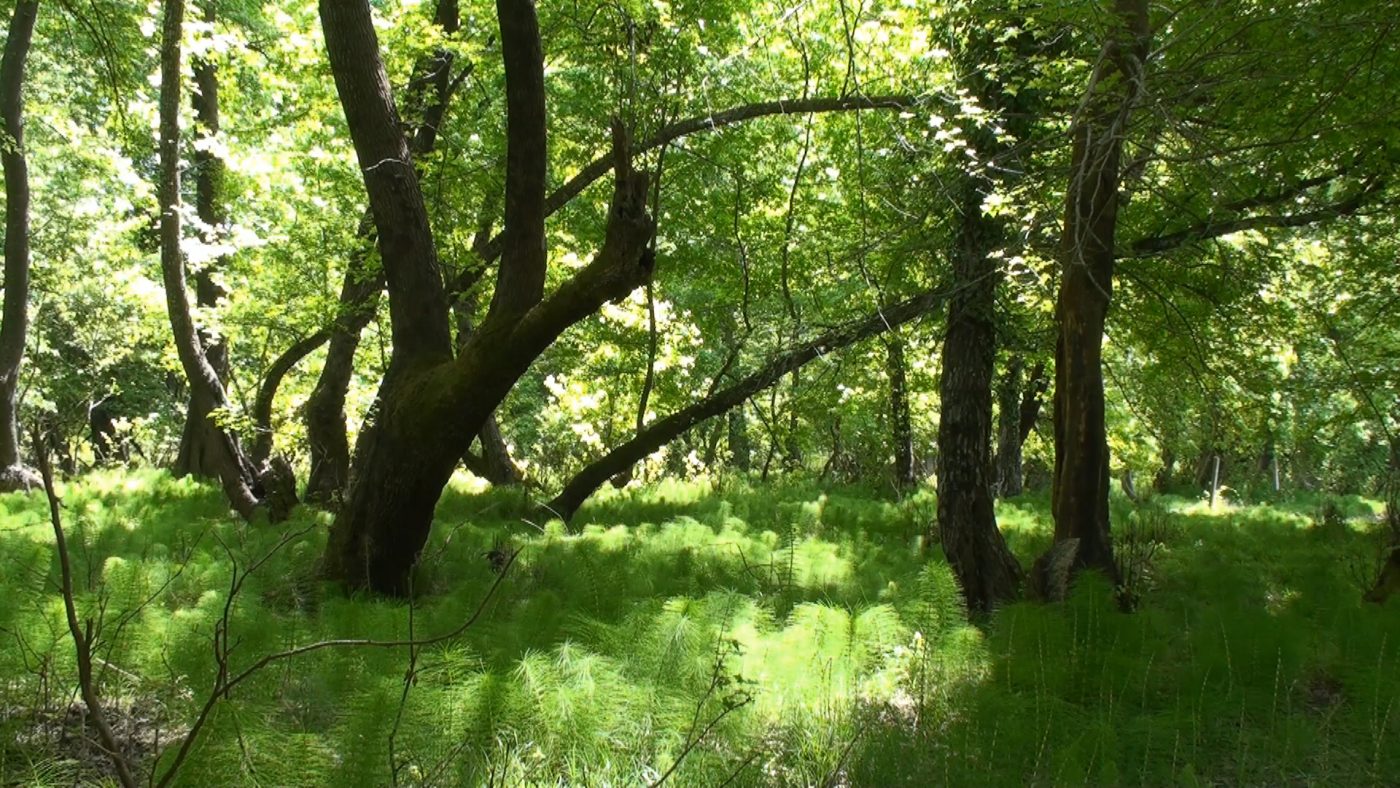 Marmaris National Park