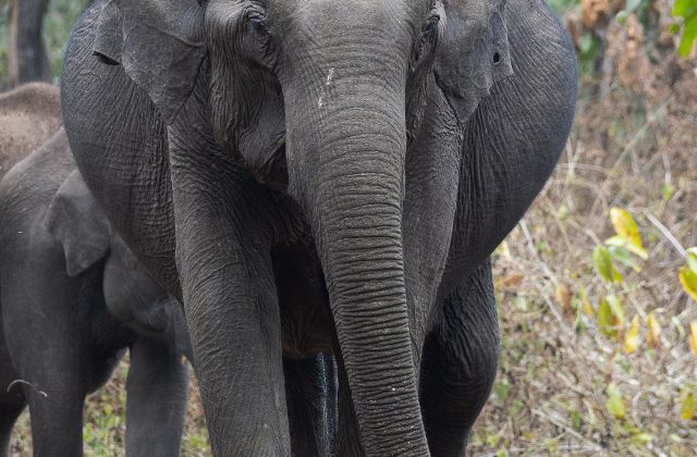 Nagarhole National Park