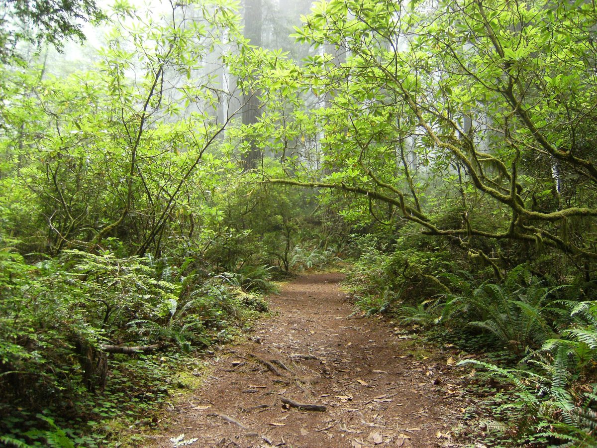 Redwood National and State Parks