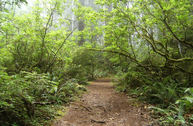 Redwood National and State Parks