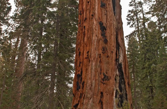 Sequoia National Park