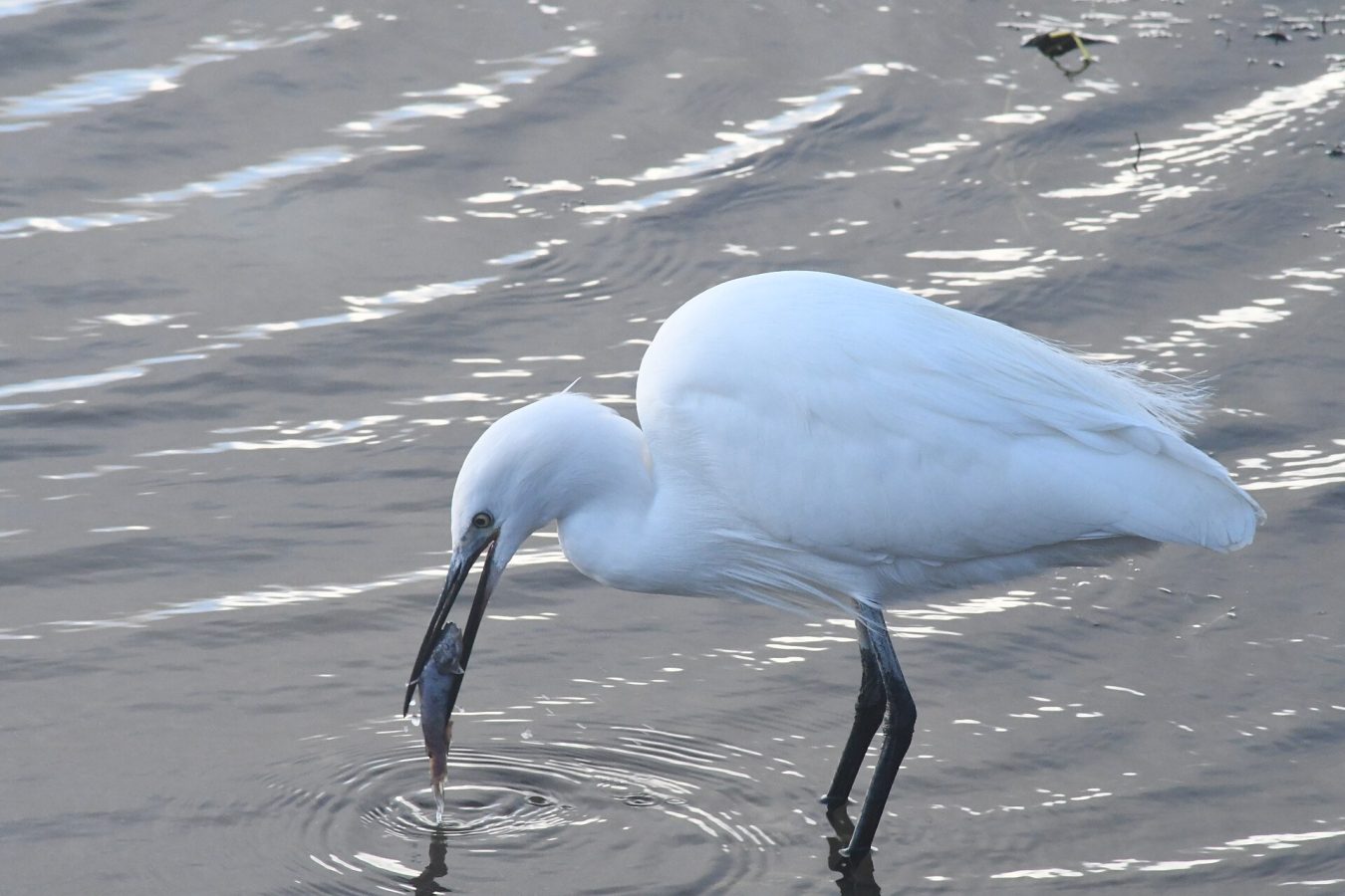 Tagus Estuary Nature Reserve