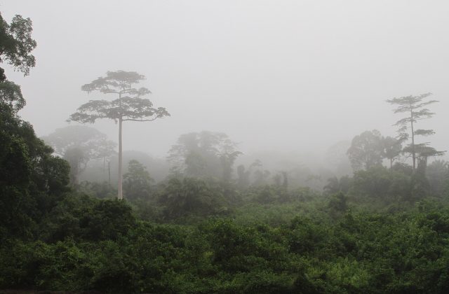 Taï National Park