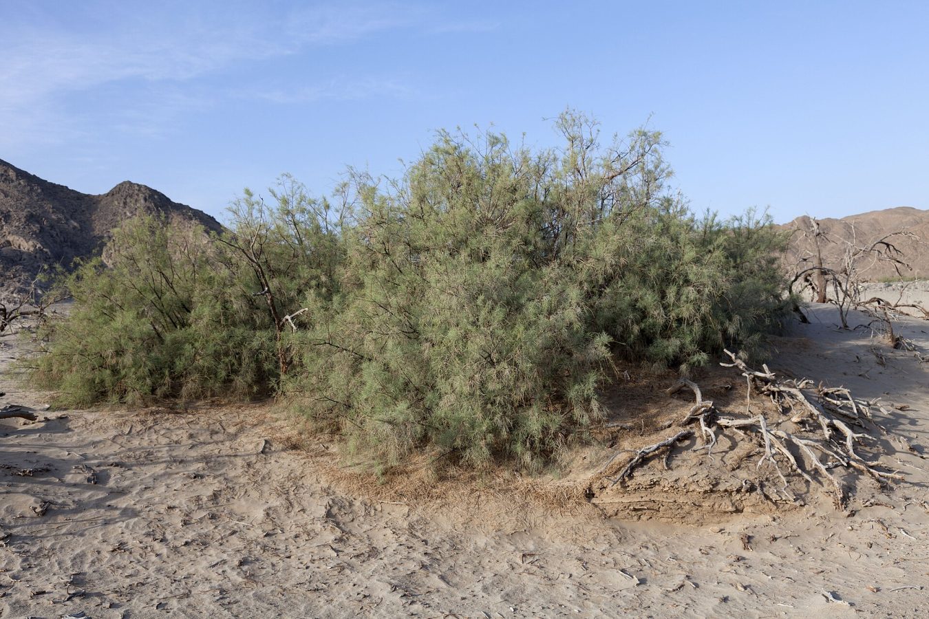Wadi El Gemal National Park