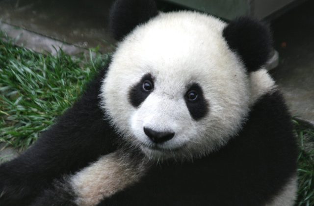 Wolong National Nature Reserve