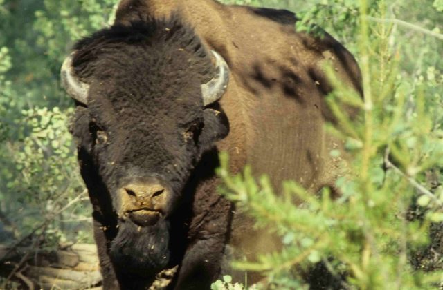 Wood Buffalo National Park