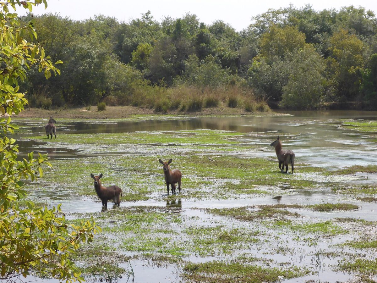 Yankari Game Reserve