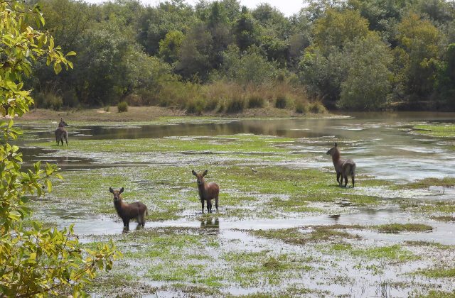 Yankari Game Reserve